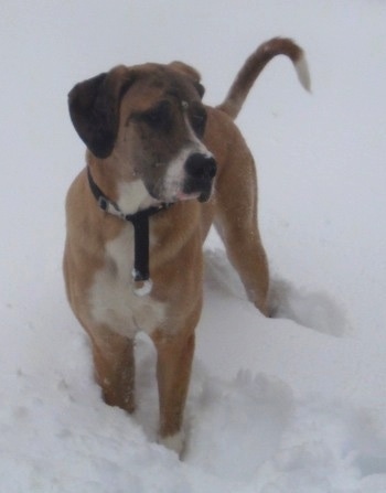 Front view - A brown with white and black Saint Dane is standing in deep snow looking to the right. It has a long tail.